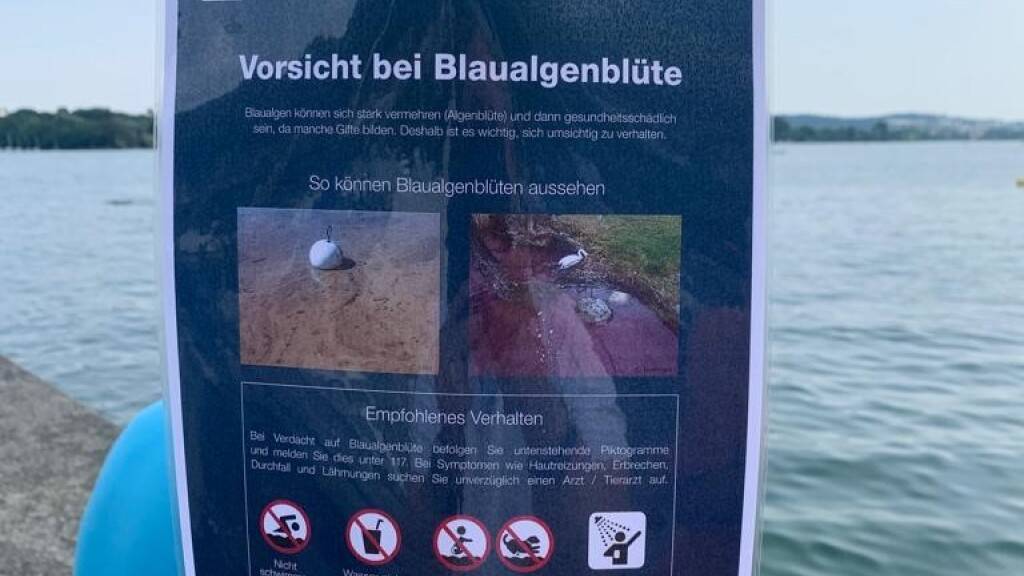 Ein Plakat im Hafen von Vingelz warnt vor den Blaualgen.
