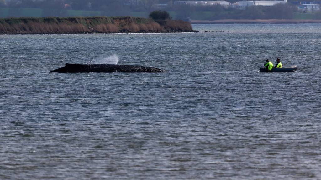dpatopbilder - Einsatzkräfte der Feuerwehr benetzen den Rücken des Wals, der aus dem Wasser ragt. Der vor Wismar gestrandete Buckelwal ist noch am Leben. Foto: Marcus Golejewski/dpa