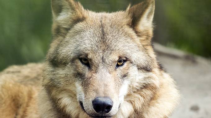 Auch im Zoo Zürich bleiben die Wölfe scheu