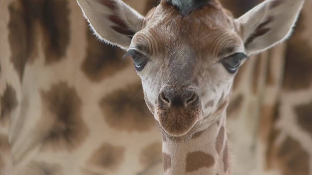 Nachwuchs in Knies Kinderzoo: Zum ersten mal wird ein Baby-Giraffenbulle präsentiert
