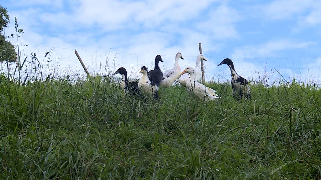 Enten zum Mieten