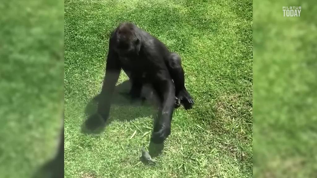 Hier versucht ein Gorilla einen verletzten Vogel zu retten