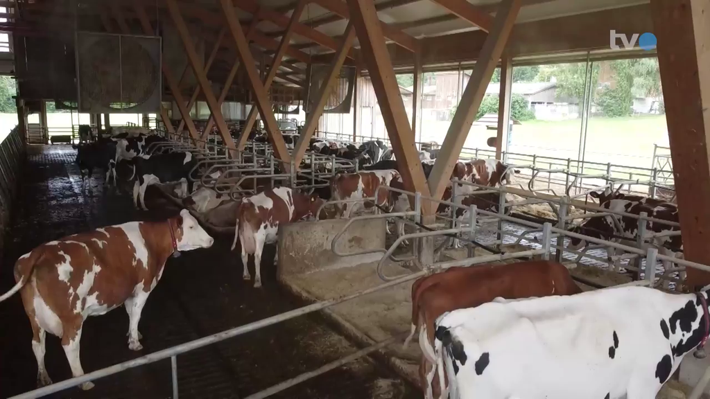 «Chüehli chüele»: So schützen Bauern ihre Tiere vor der Hitze