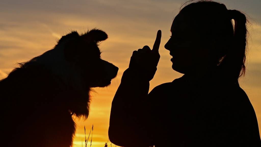 Luzerner Regierung schickt Hundehalter wieder in Kurse