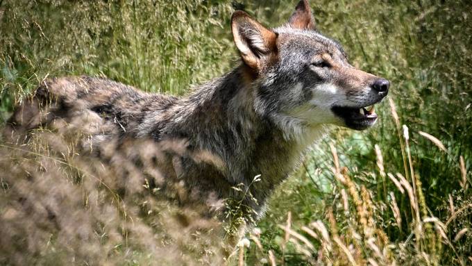 Gruppe Wolf Schweiz bietet Prämie für Hinweise auf Wilderer