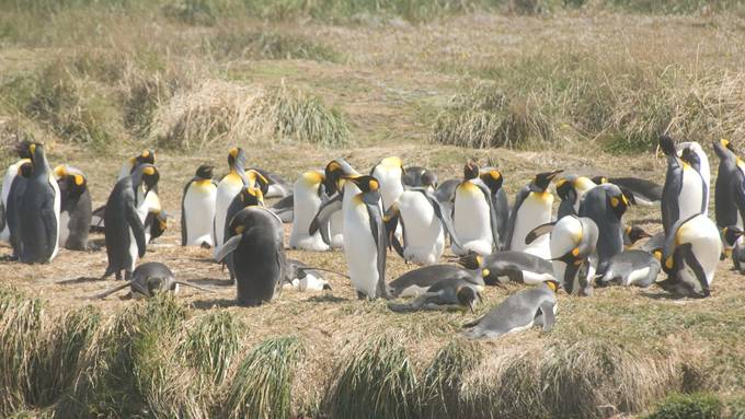 Darum leben diese Pinguine weit weg vom Meer