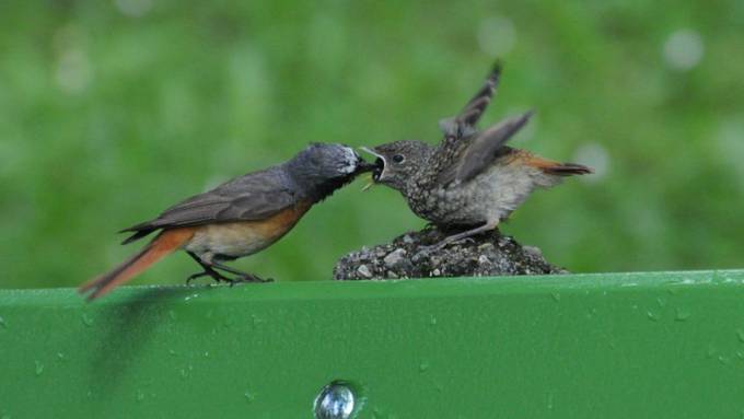 Zweite Chance für Gartenrotschwanz