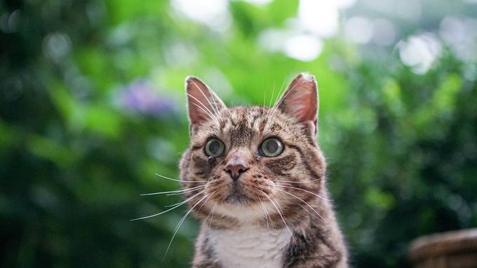 Unbekannte schiessen auf Katze