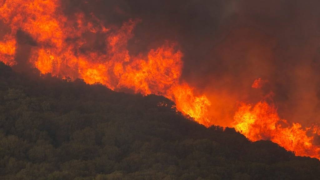 ARCHIV - Flammen verbrennen einen Wald während eines Waldbrandes in der Nähe des Dorfes Sykorrahi. Foto: Achilleas Chiras/AP/dpa