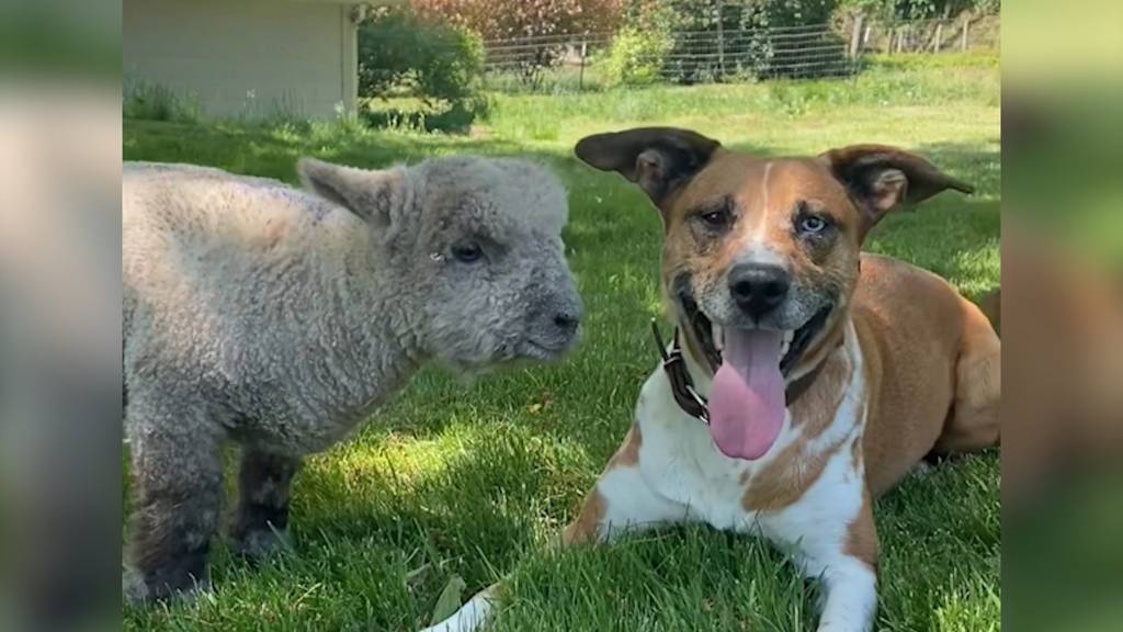 Schaf meint nach Adoption, es sei ein Hund
