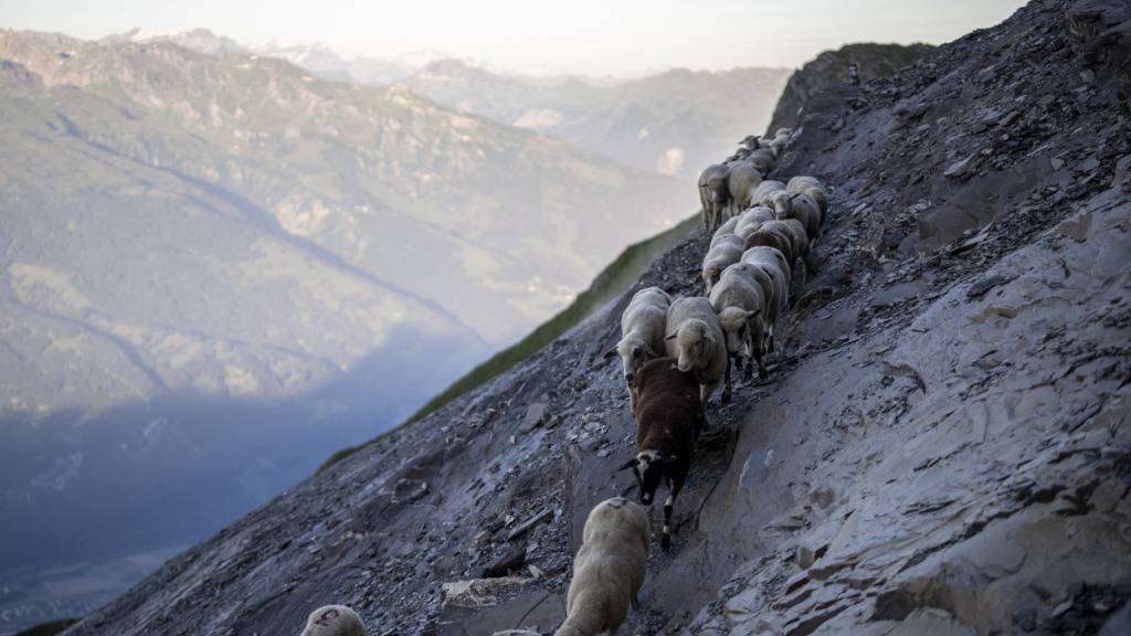 In der Surselva sind bei einem Vorfall im September rund 80 Schafe abgestürzt. (Symbolbild)