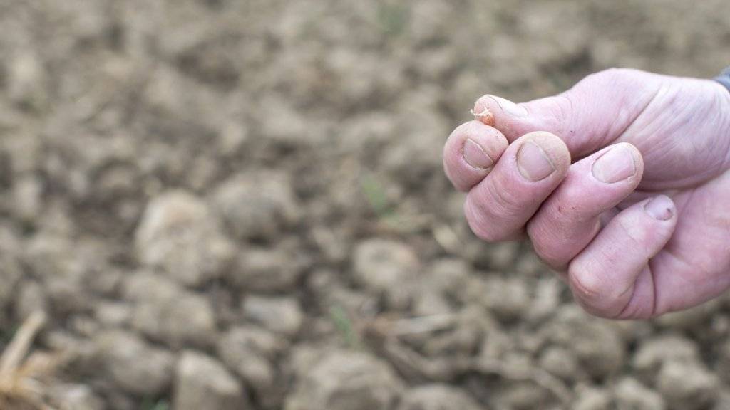 Ein Bauer zeigt ein ausgetrocknetes Weizenkorn - der Klimawandel führt unter anderem zu mehr Dürren. (Symbolbild)