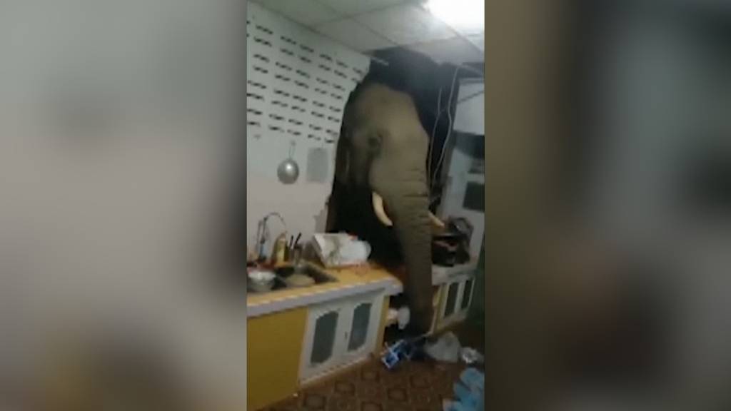 Tierischer Besuch in Thailand: Und plötzlich stand ein Elefant in der Küche