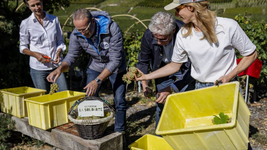Weinlese im Farinet-Weinberg rückt Schmelzen der Gletscher in Fokus