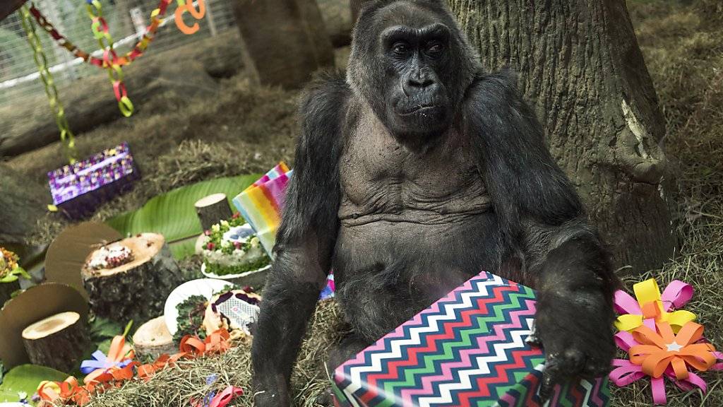 Colo wird zu ihrem 60. Geburtstag im Dezember mit Geschenken überhäuft. Jetzt ist die Gorilla-Dame gestorben. (Archivbild)