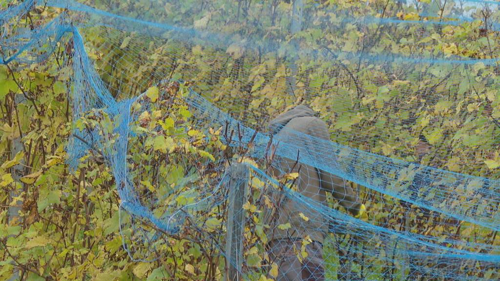 Freiburger Winzer schützen Trauben mit Netzen