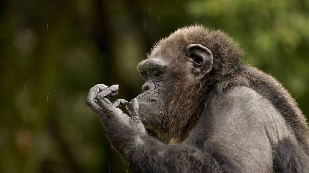 Schimpansen haben eine ausgefeiltere Kultur als jeder andere nichtmenschliche Primat. (Archivbild)