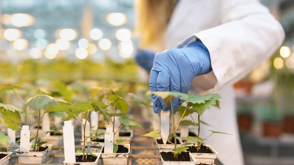 Angestellte von Syngenta in der Schweiz können sich auf einen höheren Lohn freuen. Zusammen mit den Personalvertretungen hat sich der Agrochemiekonzern auf eine Erhöhung der Lohnsumme um 2,2 Prozent im kommenden Jahr geeinigt. (Archivbild)