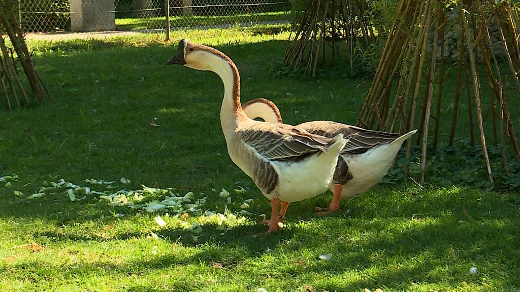 Tierpark Augusta Raurica 