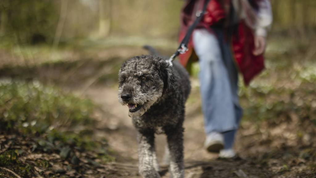 Hunde können jungen Wildtieren im Wald gefährlich werden und müssen deshalb an die Leine. (Symbolbild)