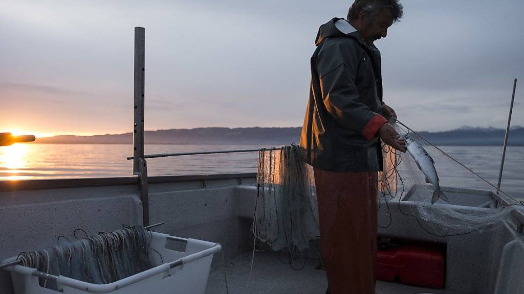 Ein Fischer am Bodensee: Im Netz finden sich immer weniger Fische.