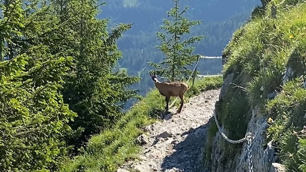 Geübter Berggänger: Gämse zeigt Wanderer den Weg