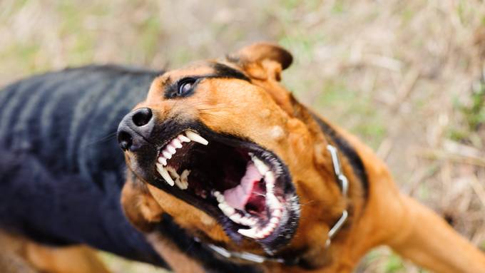 Bissiger Hund darf weiterleben