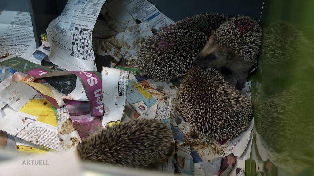 Igel-Auffangstation in Oberentfelden muss nach 38 Jahren schliessen