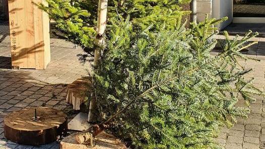 Kurios: Christbäume bei St.Galler Restaurant geklaut