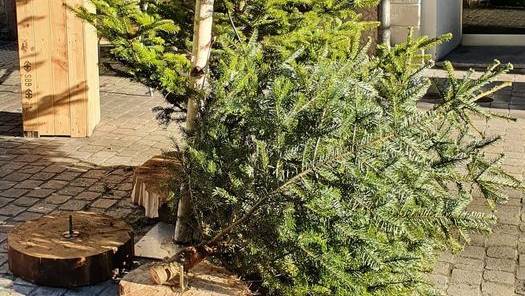 Kurios: Christbäume bei St.Galler Restaurant geklaut