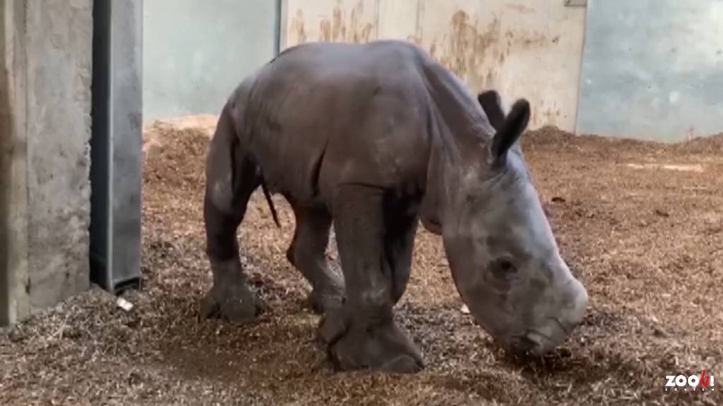 Seltener Nachwuchs: Breitmaulnashorn im Zoo Zürich geboren