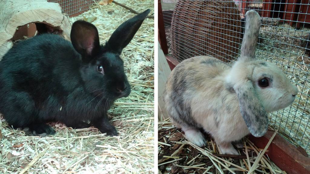 Pinu (schwarz) & Nutella (dreifarbig)