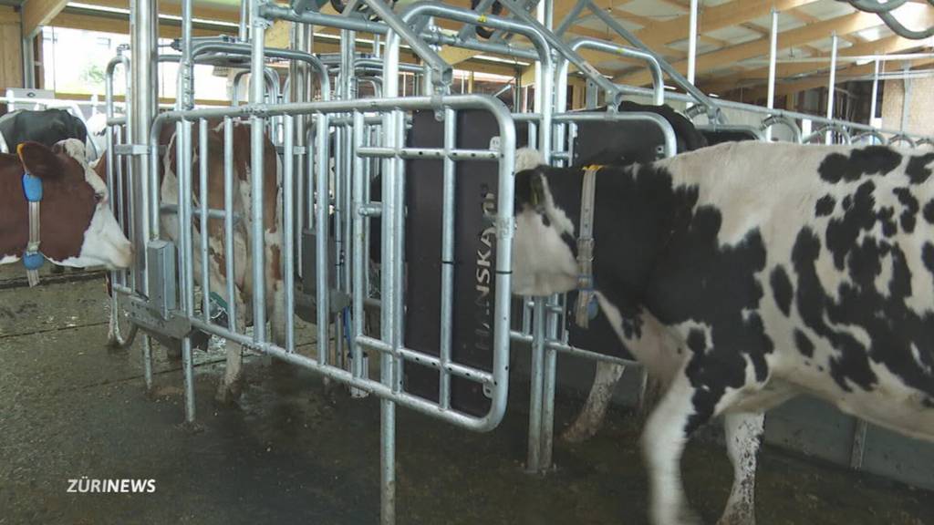Kuh auf dem WC? Im Kanton Luzern wird neue „Cow Toilet“ fürs Klima getestet