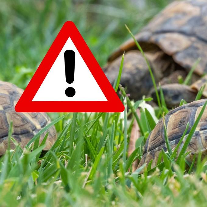 «Vernichtet ihre Eier» – im Mittelland hats zu viele Schildkröten
