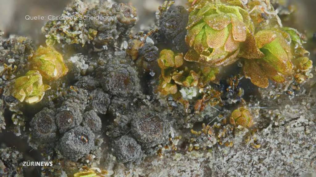 Naturschutz gegen Abfalldeponie: Seltene Flechte lässt Zollikon hoffen