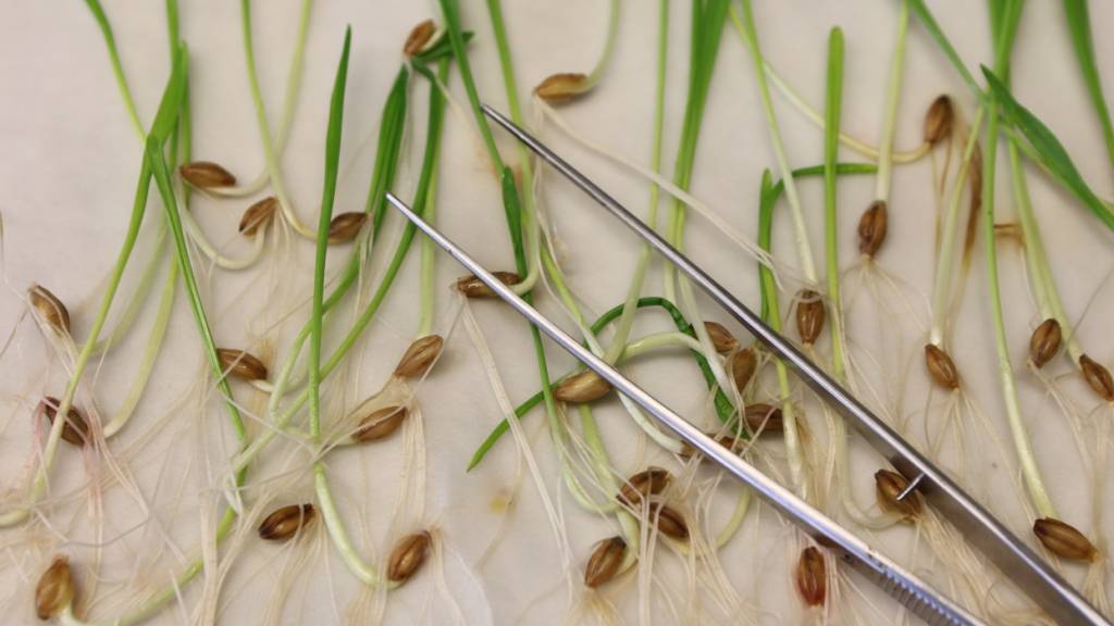 ARCHIV - Pflanzensamen werden im Keimlabor des im Leibniz-Instituts für Pflanzengenetik und Kulturpflanzenforschung (IPK) in Gatersleben untersucht. Foto: Matthias Bein/dpa