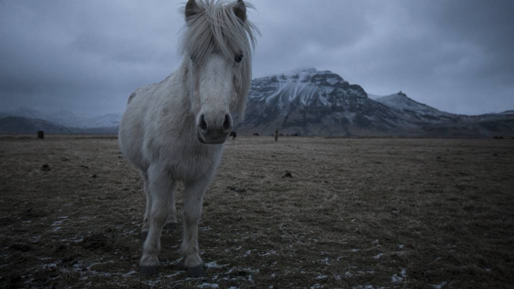 Kommt wahrscheinlich gar nicht aus Island: Das Island Pferd.