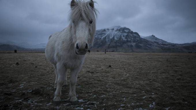 Islandponys stammen wahrscheinlich aus England