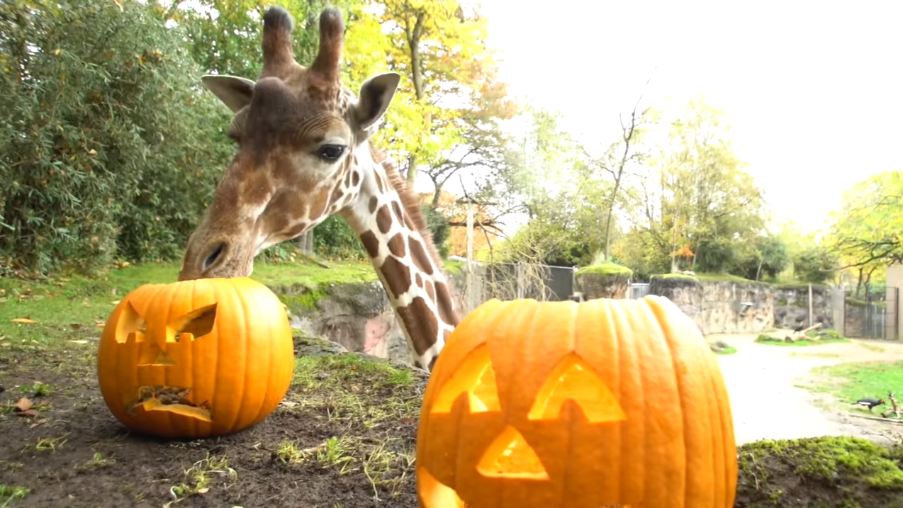 Diese Giraffe freut sich schon auf Halloween.