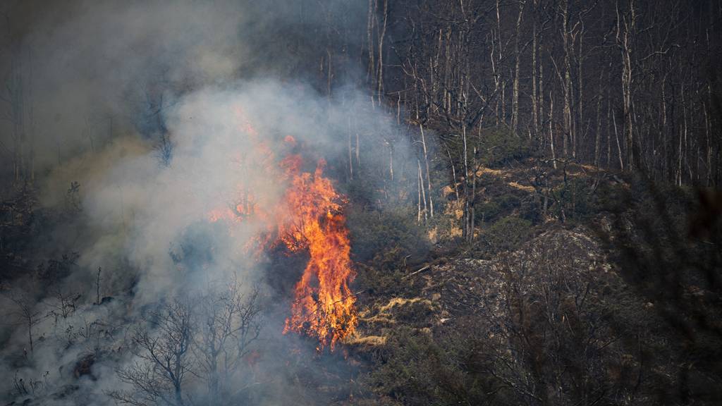 Schweizweit herrscht grosse Waldbrandgefahr 