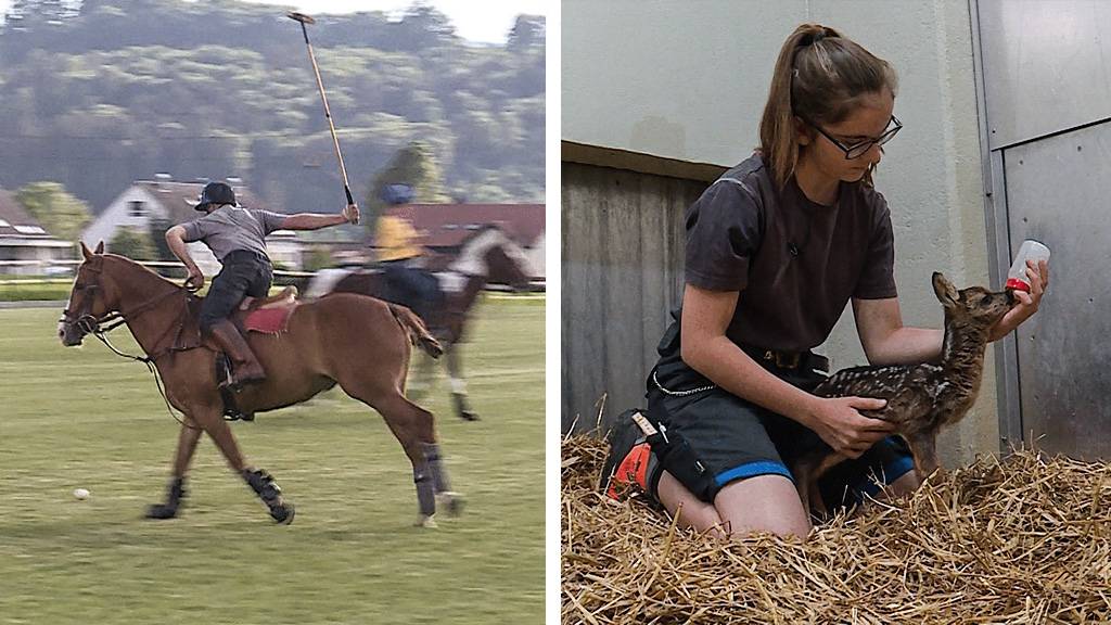 Polo / Auffang- und Pflegestation fuer Wildtiere