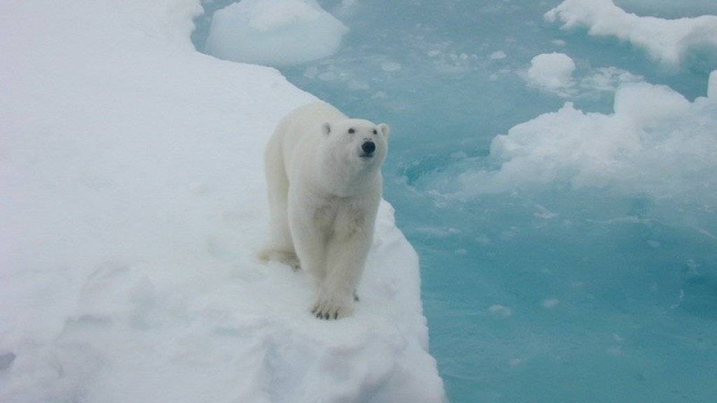 Der Eisbär hat jetzt auch wieder kälter: Am Nordpol ist nach einem ausserordentlichen Wärmeschub die Temperatur wieder gefallen. Nach null Grad am Mittwoch war es am Donnerstag um die 15 Grad minus - und damit näherte sich die Temperatur wieder normalen Werten an. (Archivbild)