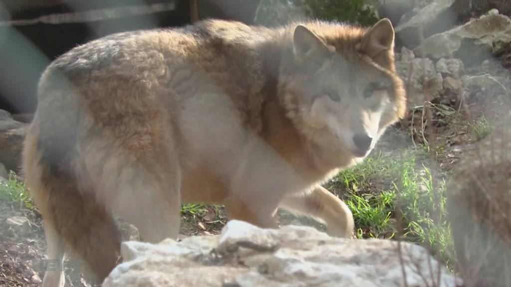 Überraschender Wechsel im Tierpark Biel