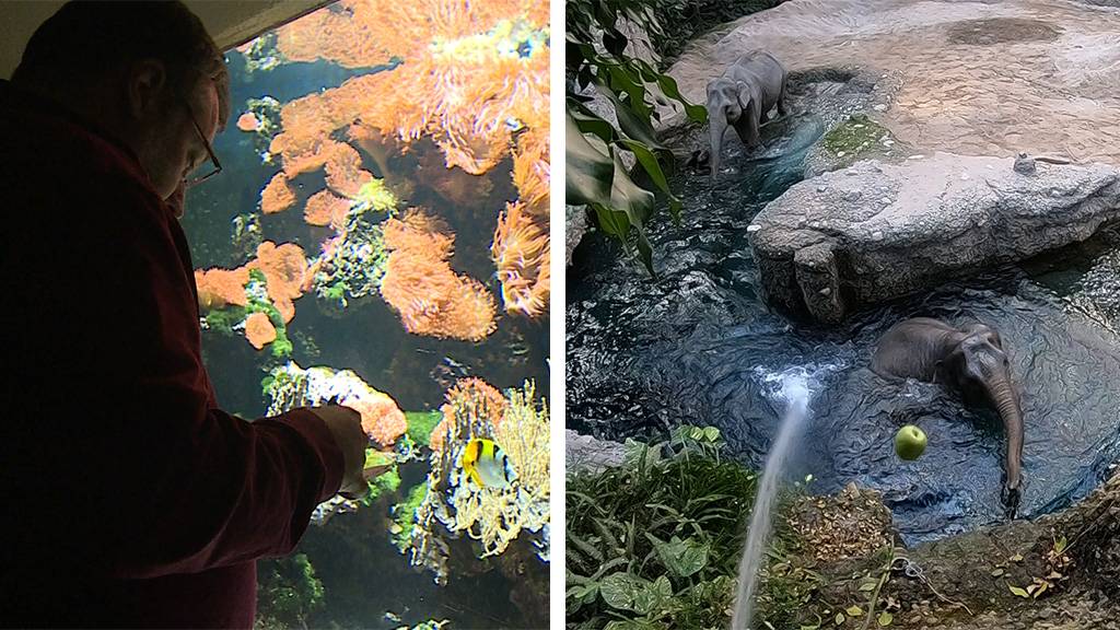Inventur im Vivarium Zoo Basel / Elefantenschwimmen