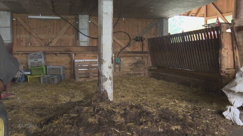 Totes Schaf gefunden: Ein Schafhalter aus Merenschwand muss alle Tiere abgeben