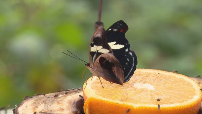 Gestickte Schmetterlinge im Papiliorama