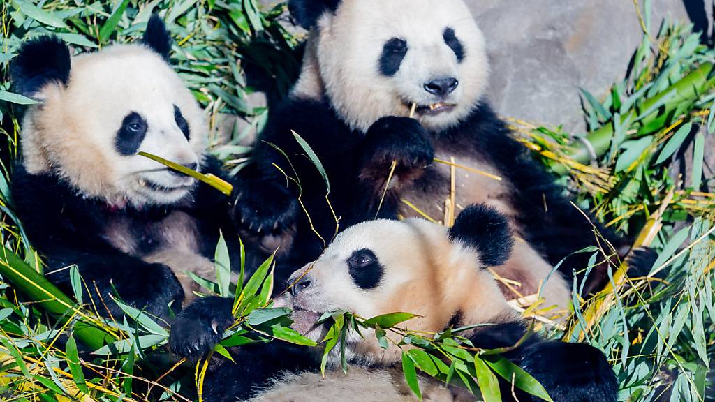 Die Panda-Zwillinge Pit (l) und Paule (unten) essen neben Mutter Meng Meng in ihrem Gehege im Berliner Zoo Bambus. Foto: Christoph Soeder/dpa