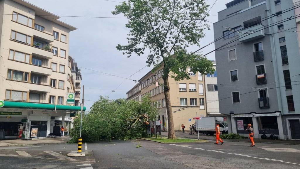 Ein umgestürzter Baum nahe dem Bieler Bahnhof.