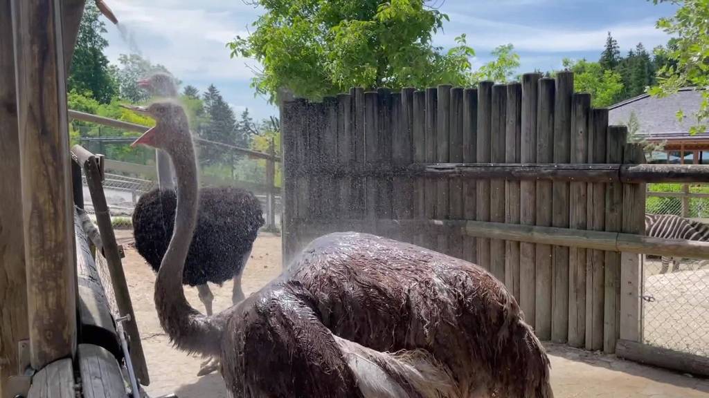 Tierische Abkühlung: Melonen und kalte Duschen im Walter Zoo