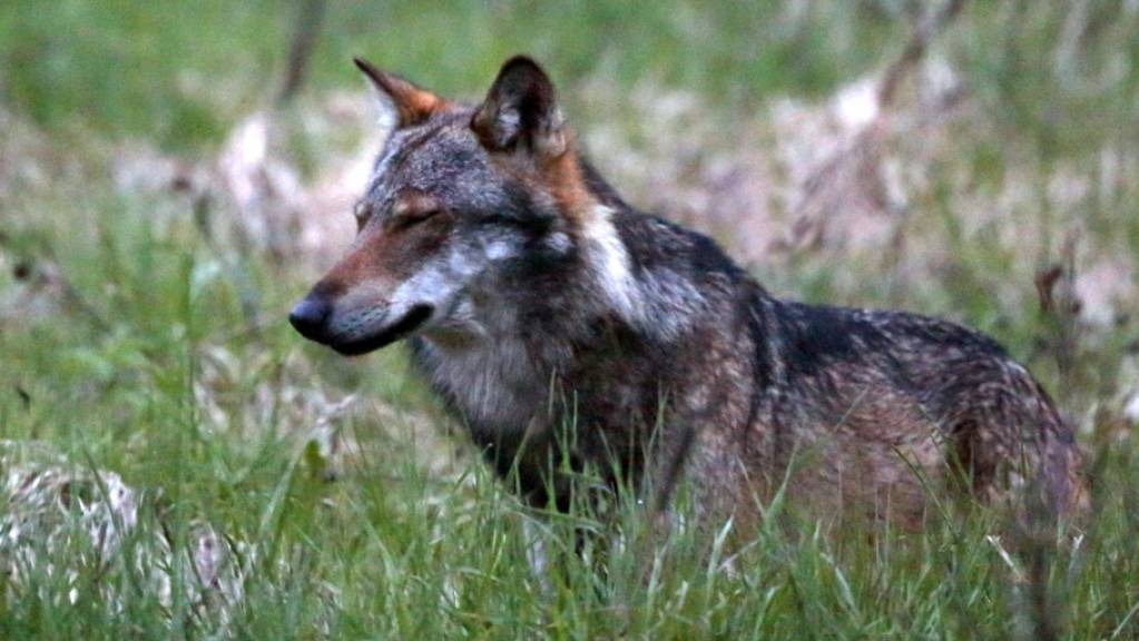 In der Region Goms-Aletsch soll ein Wolf erlegt werden. Laut den Walliser Behörden handelt es sich um einen Einzelwolf ohne Rudel. (Archivbild)